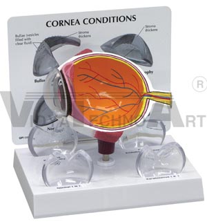 Cornea Eye Cross-Section